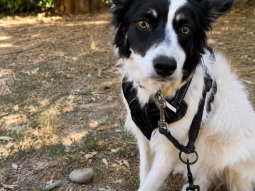 CALIA , perra border collie en adopción en Tarazona (Zaragoza) CALIA , perra border collie en adopción en Tarazona (Zaragoza)