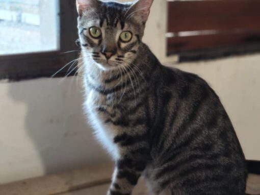 MORROTI, gato en adopción en Tarazona MORROTI, gato en adopción en Tarazona