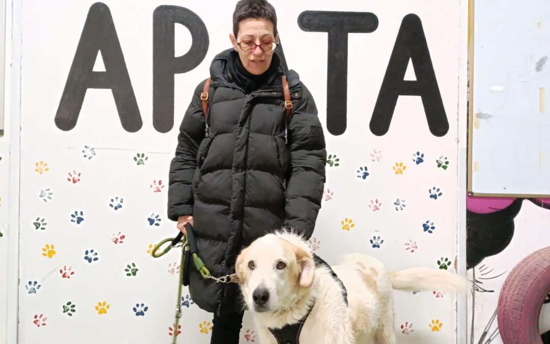 ATOS, mestizo de mastín adoptado en Tarazona (Zaragoza)