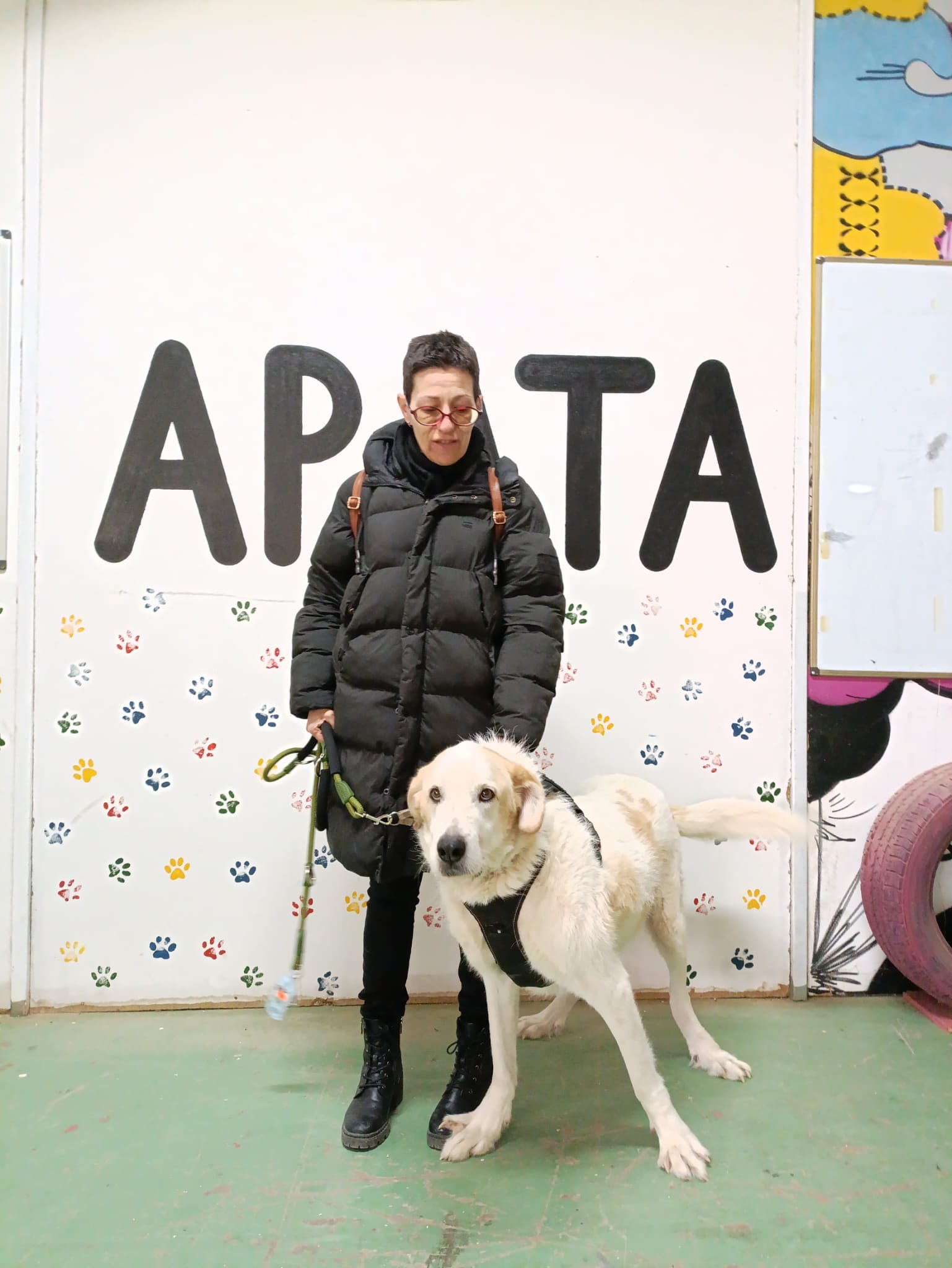 ATOS, mestizo de mastín adoptado en Tarazona (Zaragoza)