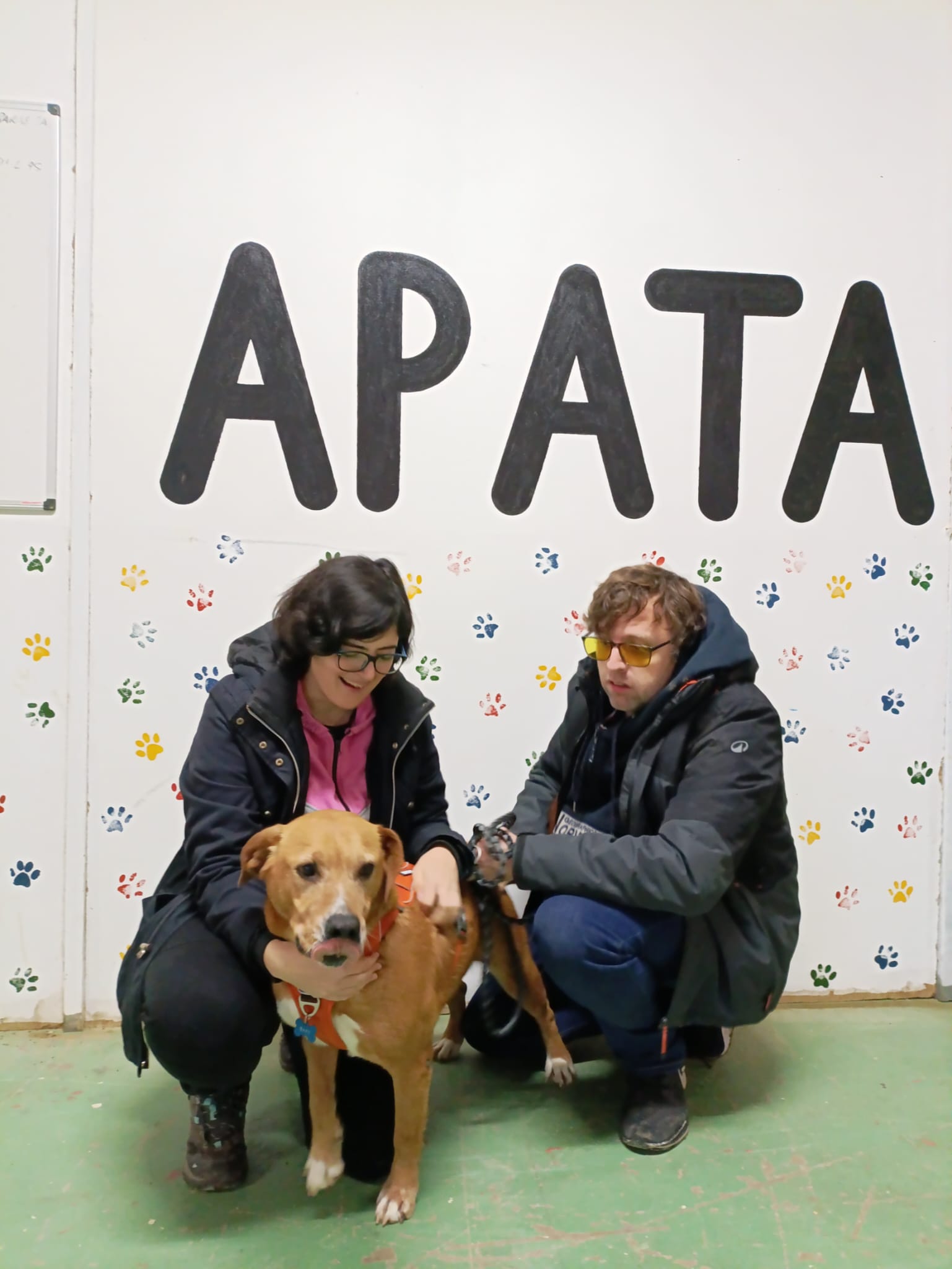 BAFY, perra mestiza adoptada en Tarazona