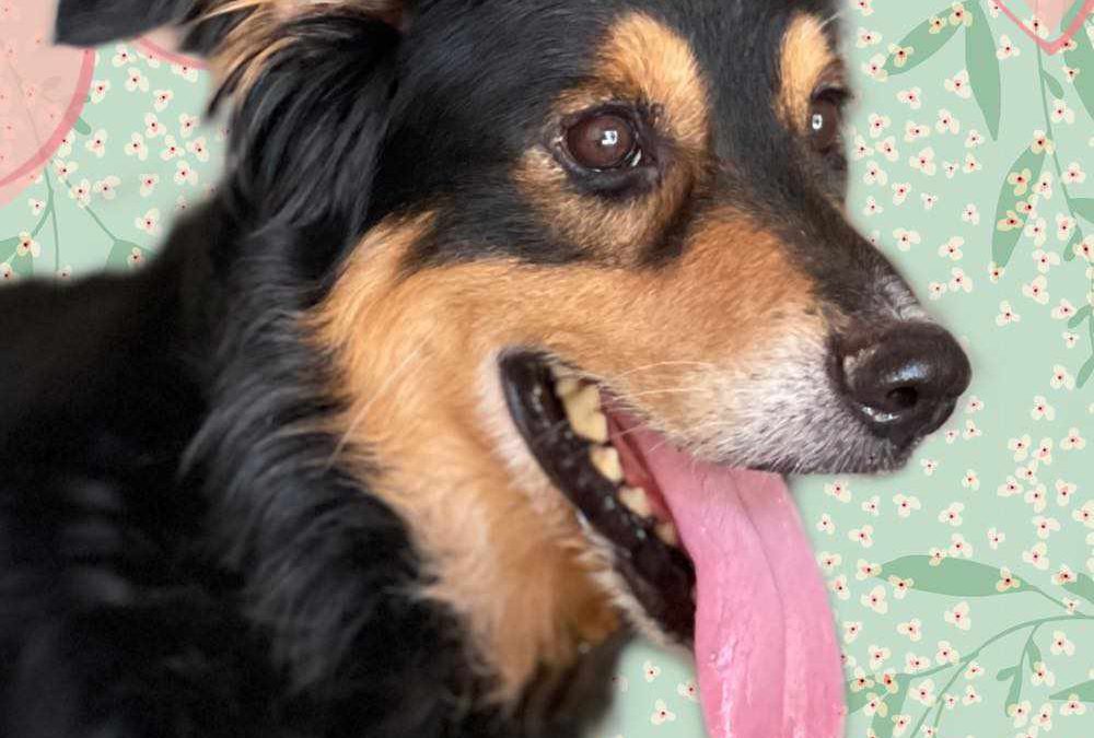 CHULO, perro mestizo de setter está en adopción en Tarazona (Zaragoza)