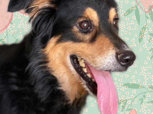 CHULO, perro mestizo de setter está en adopción en Tarazona (Zaragoza)