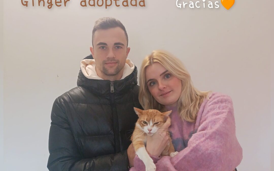 GINGER, gata naranja europea ¡adoptada!