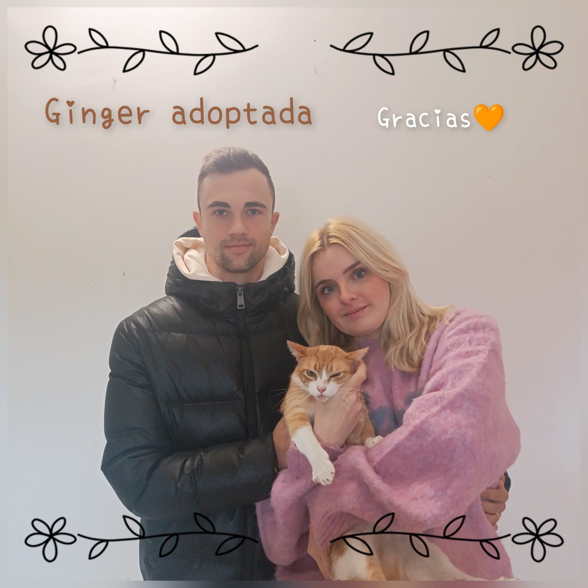 GINGER, gata naranja europea ¡adoptada!