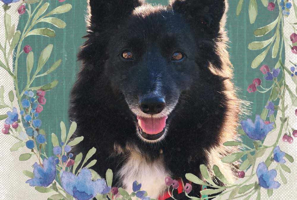 KEILA, perra mestiza está en adopción en Tarazona (Zaragoza)