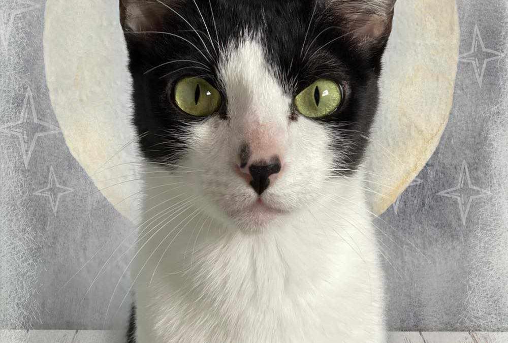 LUNA, gata blanca y negra está en adopción en Tarazona (Zaragoza)