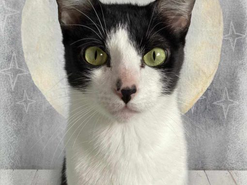 LUNA, gata blanca y negra está en adopción en Tarazona (Zaragoza)