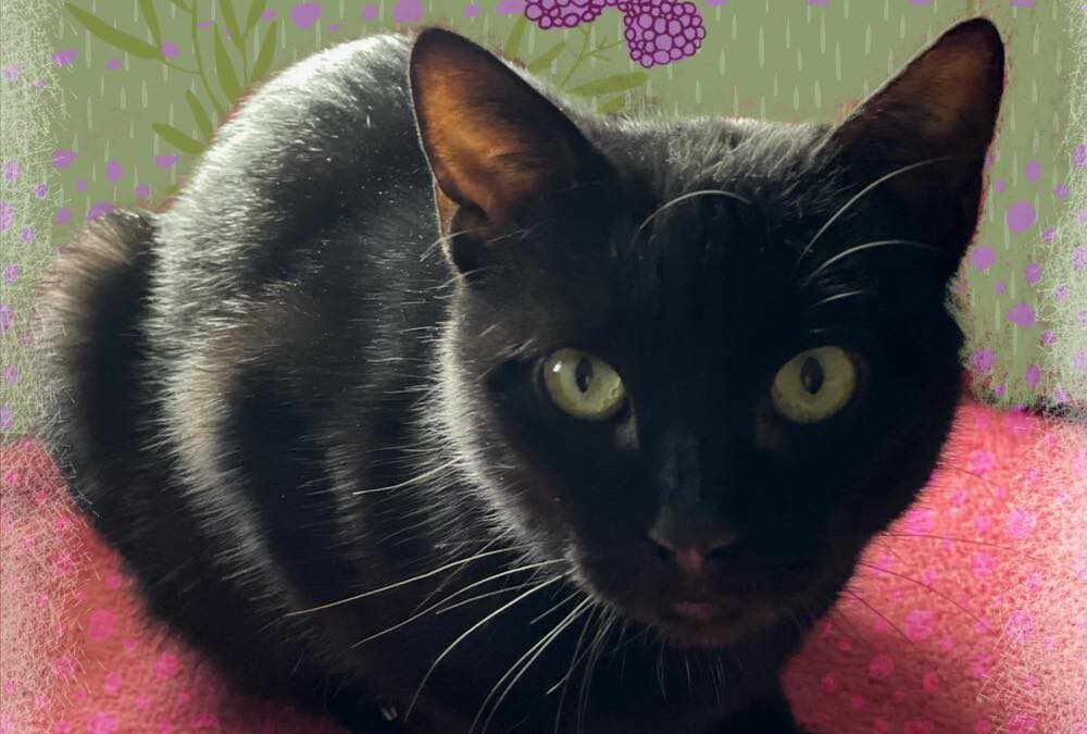 MORA, gata negra en adopción en Tarazona (Zaragoza)