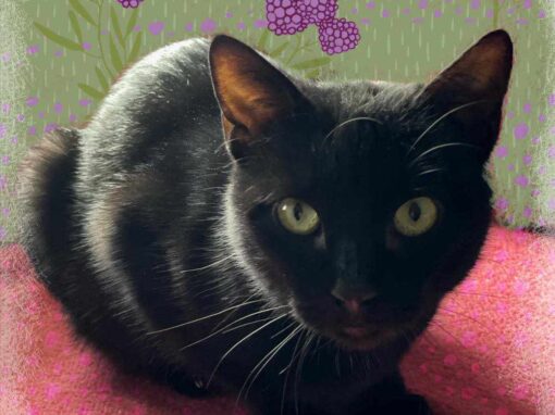 MORA, gata negra en adopción en Tarazona (Zaragoza)