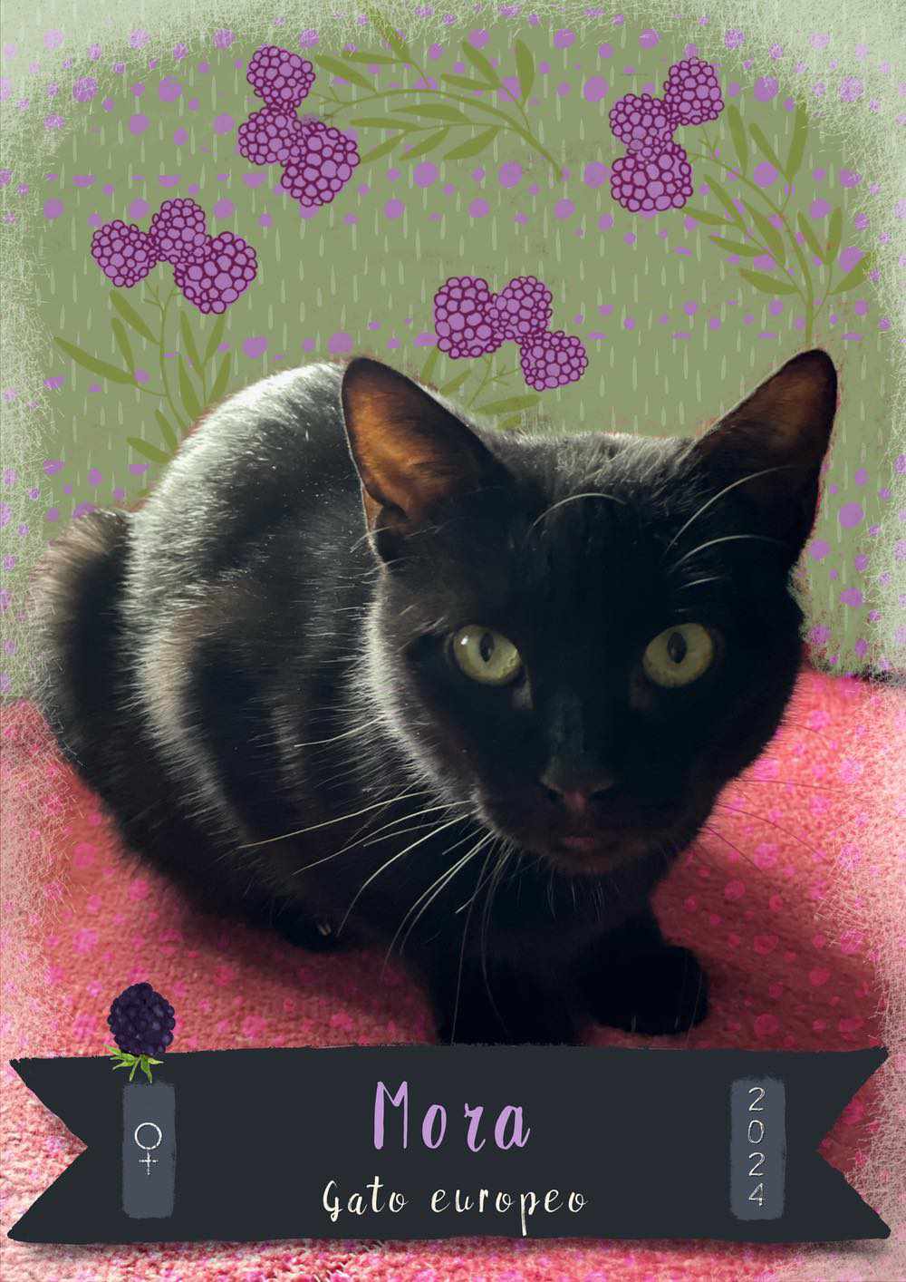 MORA, gata negra en adopción en Tarazona (Zaragoza)