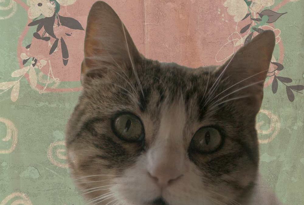 NEUR, gata gris y blanca está en adopción en Tarazona (Zaragoza)