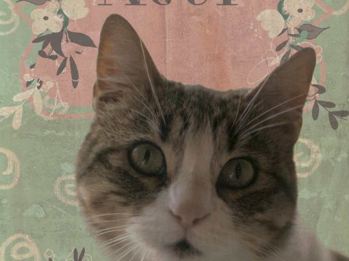 NEUR, gata gris y blanca está en adopción en Tarazona (Zaragoza)