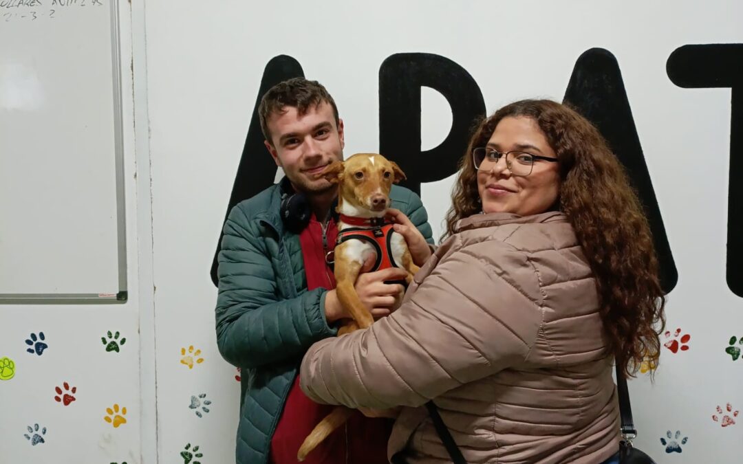 NUTELA, perra podenca adoptada en Tarazona