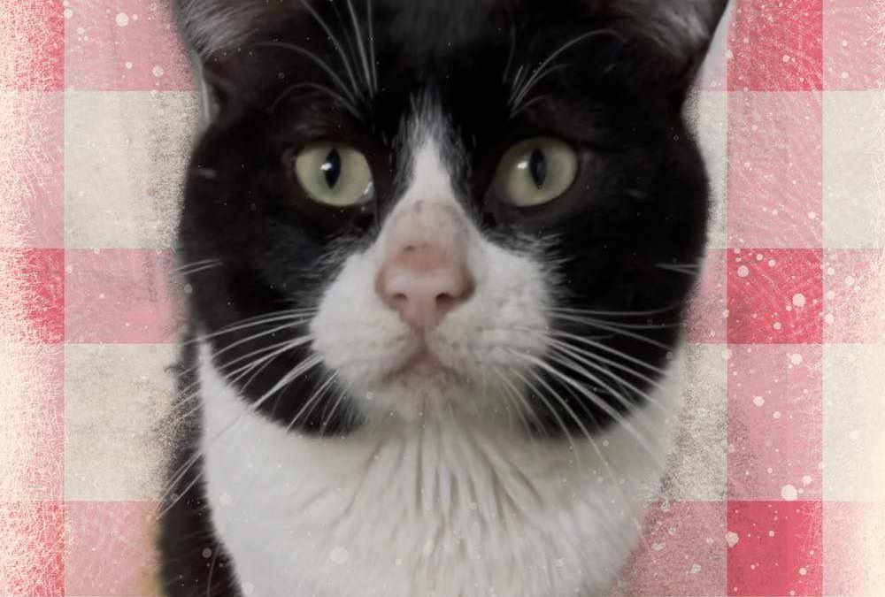 PITU, gato blanco y negro está en adopción en Tarazona (Zaragoza)