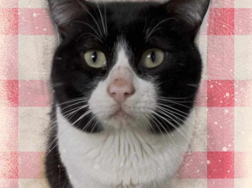 PITU, gato blanco y negro está en adopción en Tarazona (Zaragoza)
