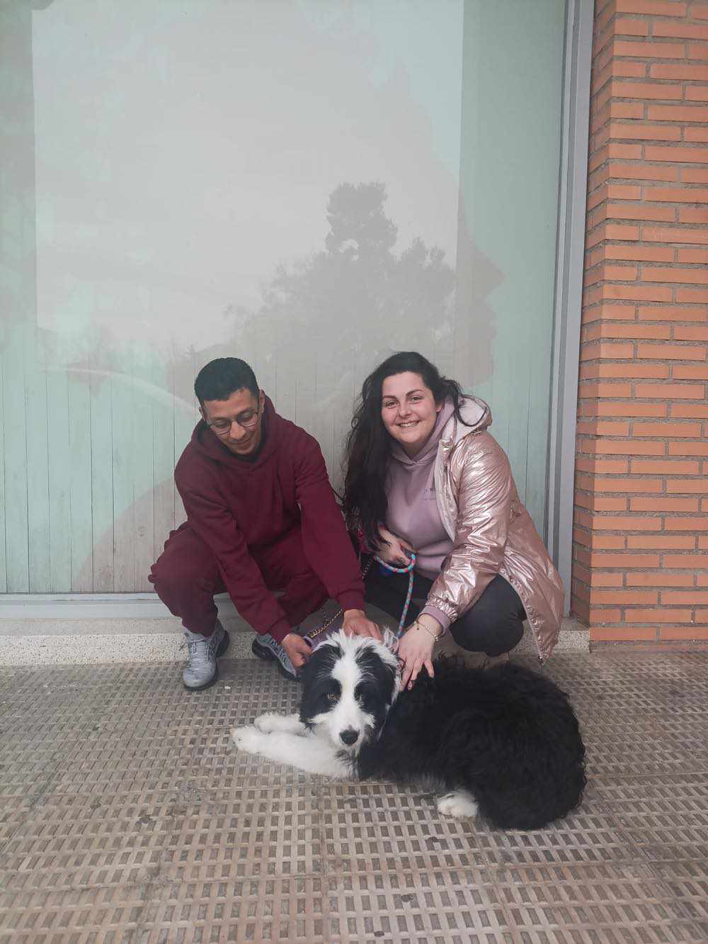 POMPÓN, perro joven adoptado en Tarazona (Zaragoza)