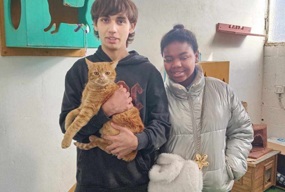 ¡RISQUETO, gato europeo naranja adoptado!