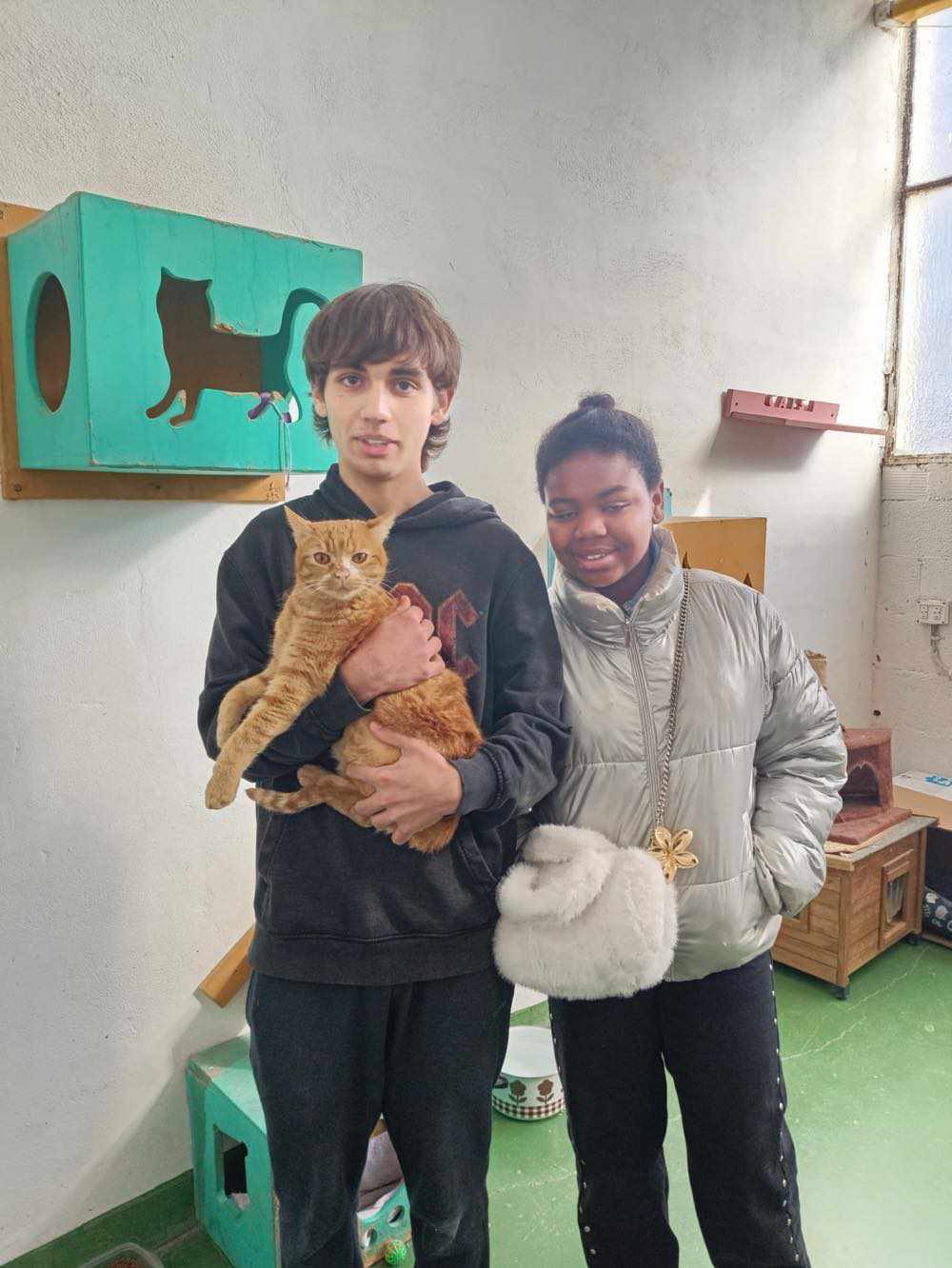 ¡RISQUETO, gato europeo naranja adoptado!