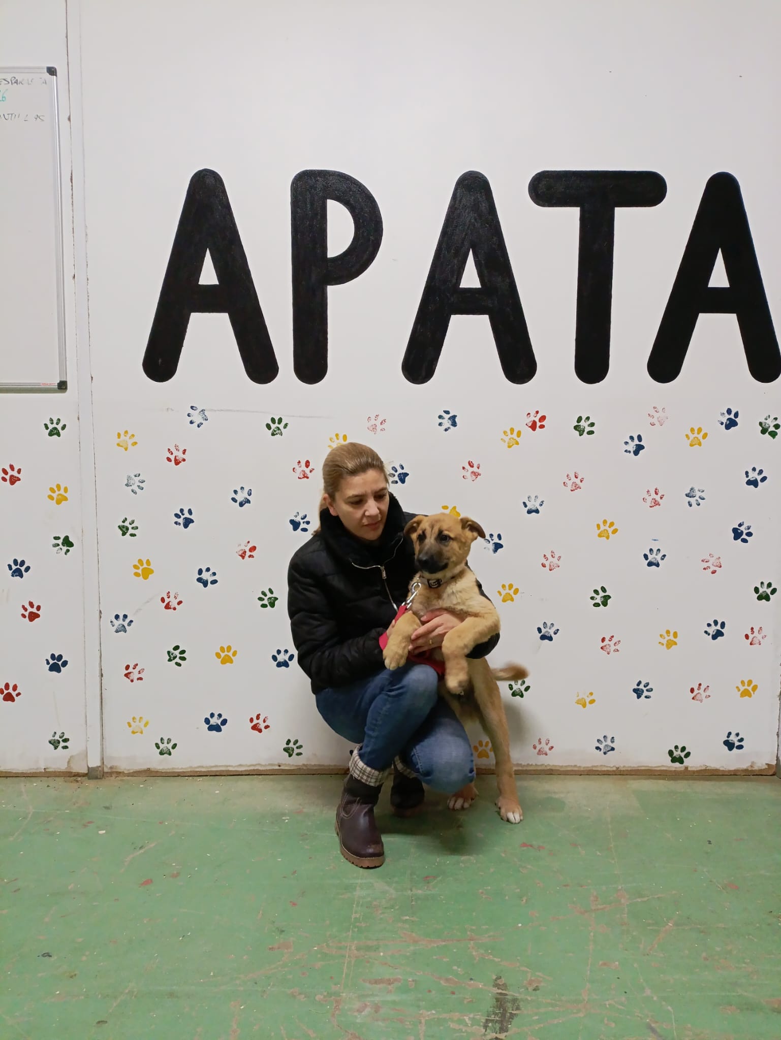 ROLO, cachorro mestizo adoptado en Tarazona (Zaragoza)