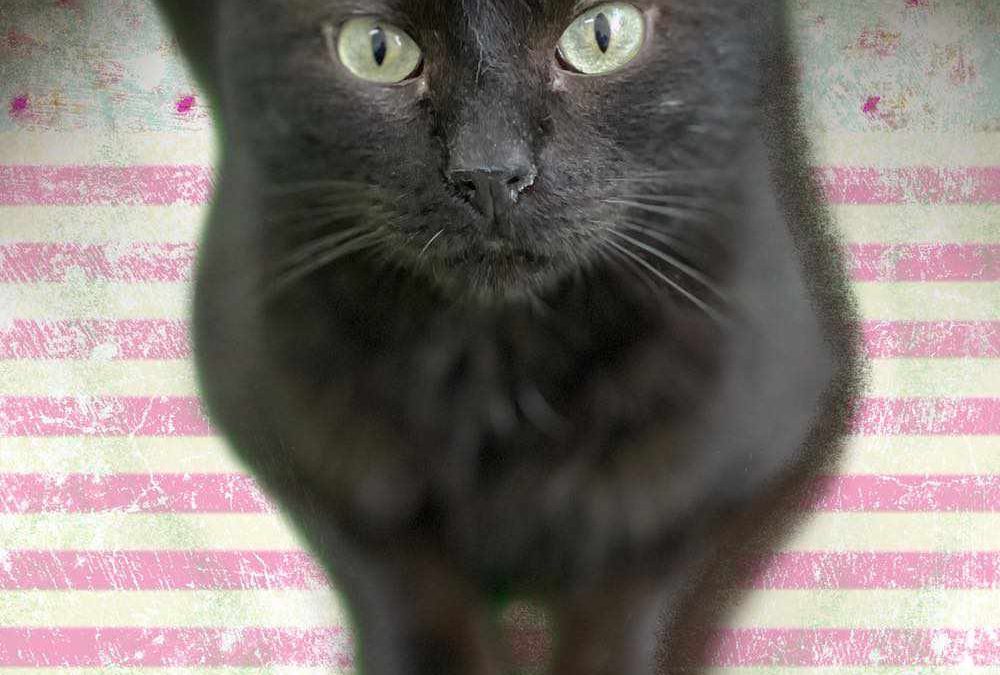 SOMBRA, gato negro está en adopción en Tarazona (Zaragoza)