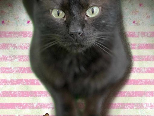 SOMBRA, gato negro está en adopción en Tarazona (Zaragoza)