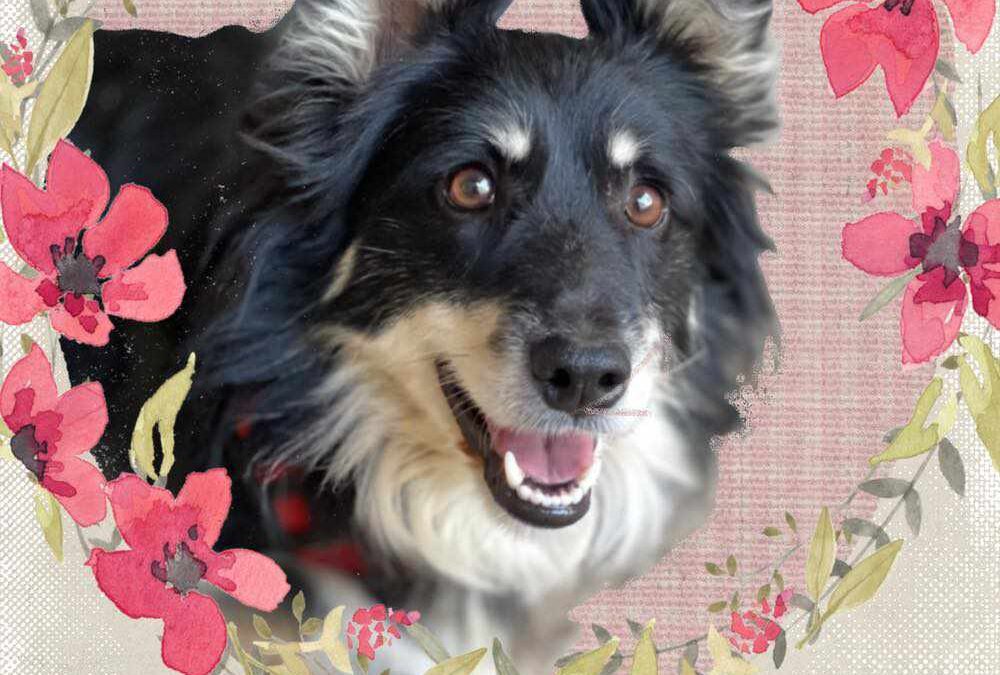 VEGA, perra mestiza está en adopción en Tarazona (Zaragoza)
