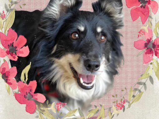 VEGA, perra mestiza está en adopción en Tarazona (Zaragoza)