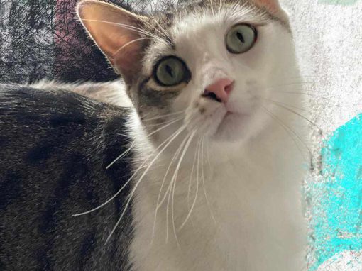 YOLI, gata gris y blanca está en adopción en Tarazona (Zaragoza)