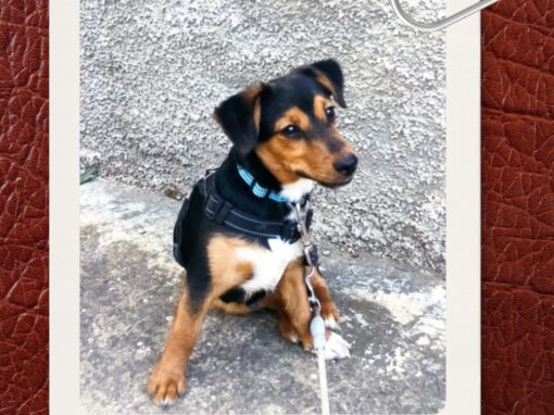 LUCAS , perro mestizo en adopción en Tarazona (Zaragoza)