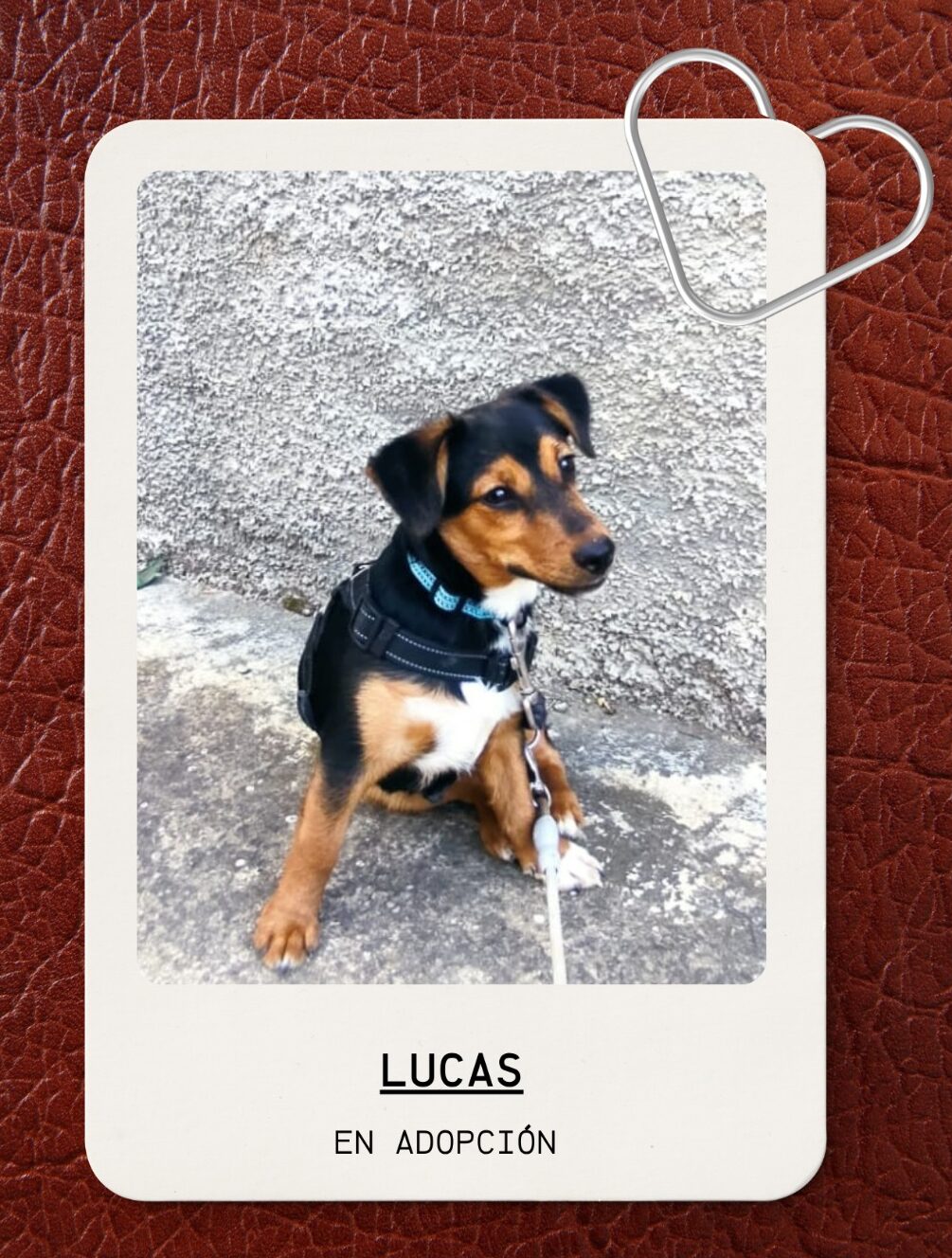 LUCAS , perro mestizo en adopción en Tarazona (Zaragoza)